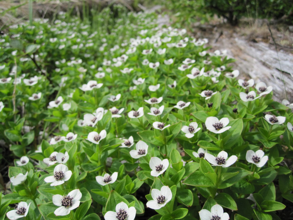 Cornus canadensis дерен канадский